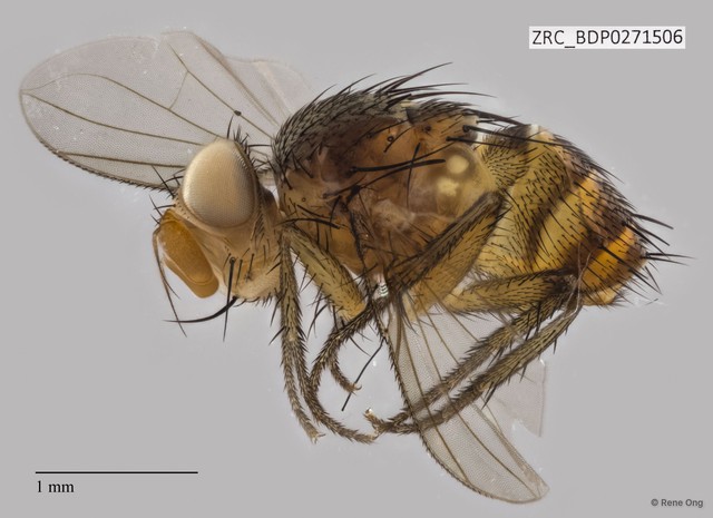 Siphona (Aphantorhaphopsis) sp. "ZRCBDP0271506"•&copy; Rene Ong•All Rights Reserved