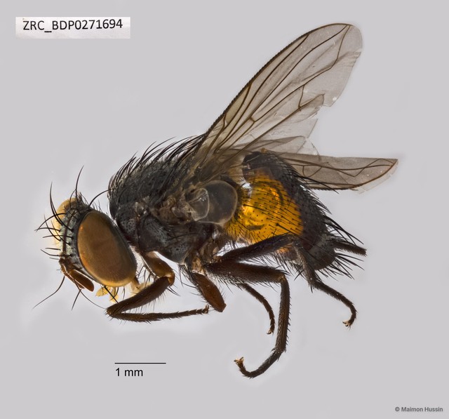 Siphona (Aphantorhaphopsis) sp. "ZRCBDP0271694"•&copy; Maimon Hussin•All Rights Reserved
