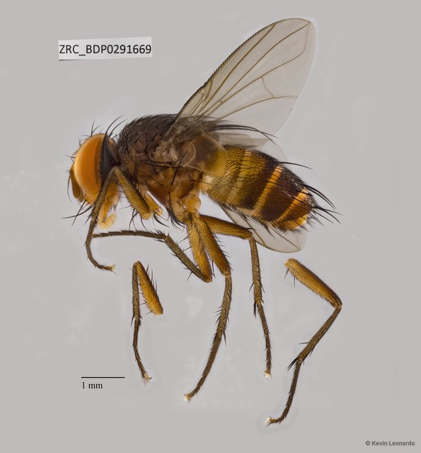 Siphona (Aphantorhaphopsis) sp. "ZRCBDP0291668"•&copy; Kevin Leonardo•All Rights Reserved