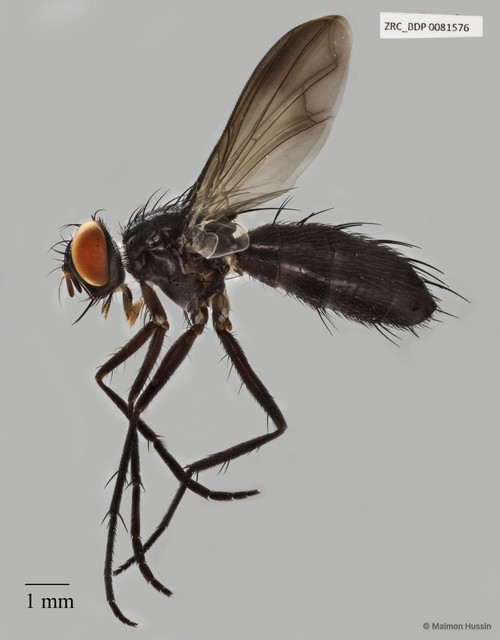 Sumpigaster sumatrensis•&copy; Maimon Hussin•All Rights Reserved