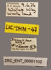 Acanthonevra vaga•All Rights ReservedMuseum Label
