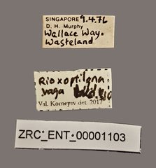 Acanthonevra vaga•All Rights ReservedMuseum Label
