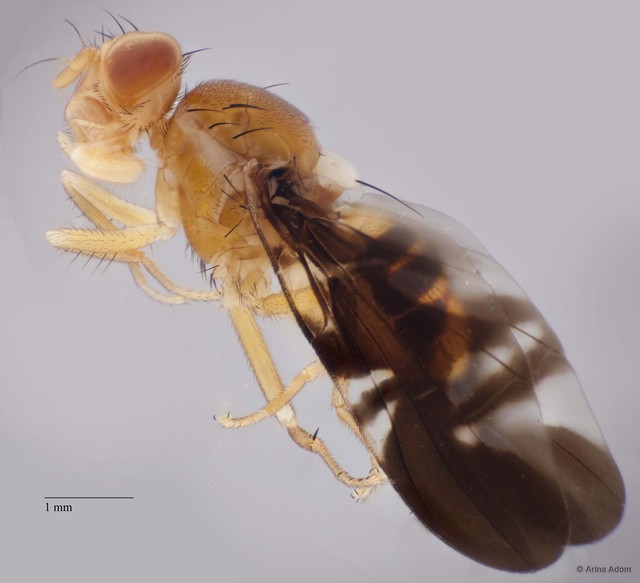 Acidiella sp. "ZRCBDP0052560"•&copy; Arina Adom•All Rights Reserved