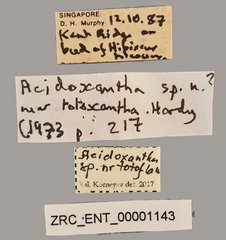 Acidoxantha sp. "nr. totoflava"•All Rights ReservedMuseum Label