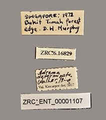 Adrama determinata•All Rights ReservedMuseum Label