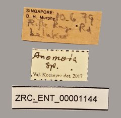 Anomoia sp. "ZRC_ENT_00001144"•All Rights ReservedMuseum Label