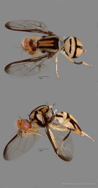 Bactrocera sp. "ZRCBDP0128212"•&copy; Miteshravin S/O Ravindran•All Rights Reserved