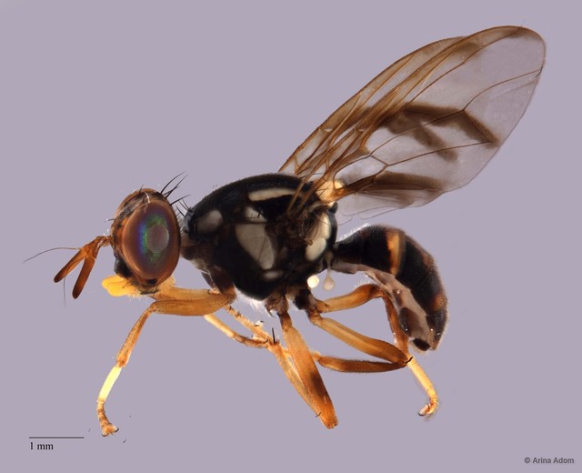 Bactrocera albistrigata•&copy; Arina Adom•All Rights Reserved