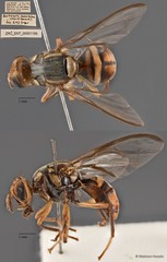 Bactrocera carambolae•&copy; Maimon Hussin•All Rights Reserved