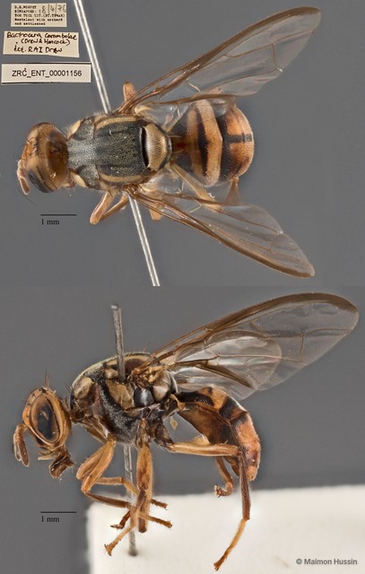Bactrocera carambolae•&copy; Maimon Hussin•All Rights Reserved