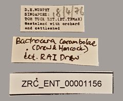 Bactrocera carambolae•All Rights ReservedMuseum Label