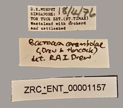 Bactrocera carambolae•All Rights ReservedMuseum Label