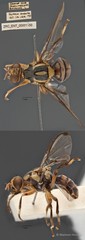 Bactrocera caudata•&copy; Maimon Hussin•All Rights Reserved