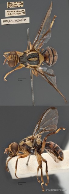 Bactrocera caudata•&copy; Maimon Hussin•All Rights Reserved