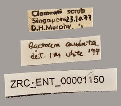 Bactrocera caudata•All Rights ReservedMuseum Label