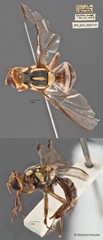 Bactrocera caudata•&copy; Maimon Hussin•All Rights Reserved
