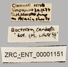 Bactrocera caudata•All Rights ReservedMuseum Label
