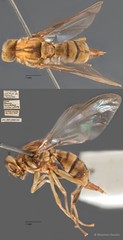 Bactrocera curcubitae•&copy; Maimon Hussin•All Rights Reserved