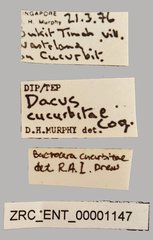 Bactrocera curcubitae•All Rights ReservedMuseum Label