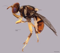 Bactrocera dorsalis•&copy; Arina Adom•All Rights Reserved