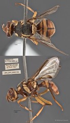 Bactrocera dorsalis•&copy; Maimon Hussin•All Rights Reserved