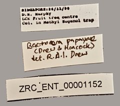 Bactrocera dorsalis•All Rights ReservedMuseum Label