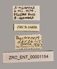Bactrocera dorsalis•All Rights ReservedMuseum Label
