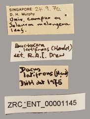 Bactrocera latifrons•All Rights ReservedMuseum Label