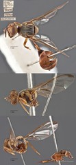 Bactrocera latifrons•&copy; Maimon Hussin•All Rights Reserved