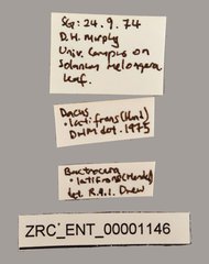 Bactrocera latifrons•All Rights ReservedMuseum Label