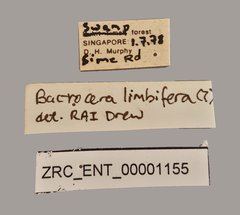 Bactrocera limbifera•All Rights ReservedMuseum Label