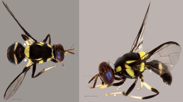 Bactrocera nigrotibialis•&copy; Tan Wee Chye•All Rights Reserved