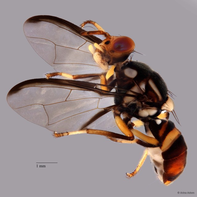 Bactrocera rubigina•&copy; Arina Adom•All Rights Reserved