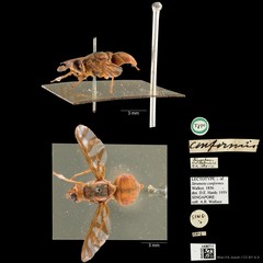 Bactrocera umbrosa•&copy; Wan FA Jusoh•CC BY 4.0