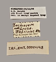 Bactrocera umbrosa•All Rights ReservedMuseum Label
