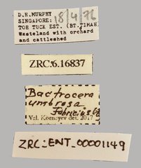 Bactrocera umbrosa•All Rights ReservedMuseum Label