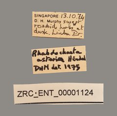 Calloptera asteria•All Rights ReservedMuseum Label
