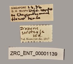 Campiglossa sororcula•All Rights ReservedMuseum Label