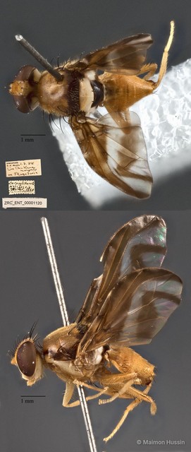 Carpophthorella nigrifascia•&copy; Maimon Hussin•All Rights Reserved