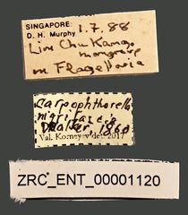 Carpophthorella nigrifascia•All Rights ReservedMuseum Label