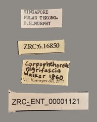 Carpophthorella nigrifascia•All Rights ReservedMuseum Label