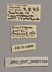 Diarrhegma paritii•All Rights ReservedMuseum Label
