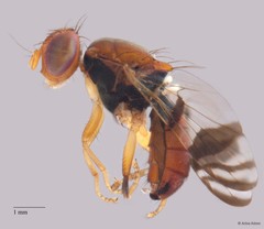 Elleipsa sp. "n nr. quadrifasciata"•&copy; Arina Adom•All Rights Reserved