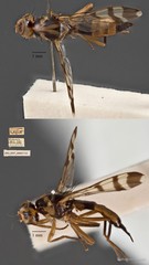 Euphranta sp. "n. nr. psblaniferae"•&copy; Maimon Hussin•All Rights Reserved