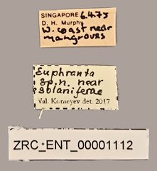 Euphranta sp. "n. nr. psblaniferae"•All Rights ReservedMuseum Label