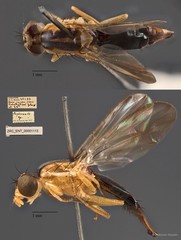 Euphranta sp. "ZRC_ENT_00001113"•&copy; Maimon Hussin•All Rights Reserved