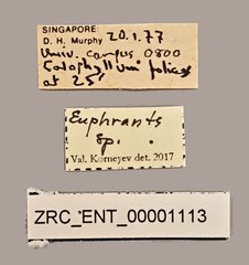 Euphranta sp. "ZRC_ENT_00001113"•All Rights ReservedMuseum Label