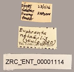 Euphranta notabilis•All Rights ReservedMuseum Label