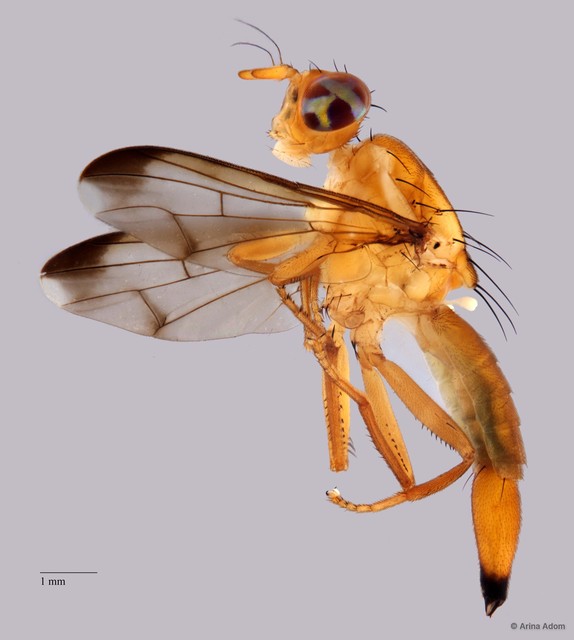 Hardyadrama sp. "n nr. excoecariae"•&copy; Arina Adom•All Rights Reserved