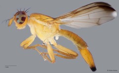 Hardyadrama sp. "n nr. excoecariae"•&copy; Arina Adom•All Rights Reserved